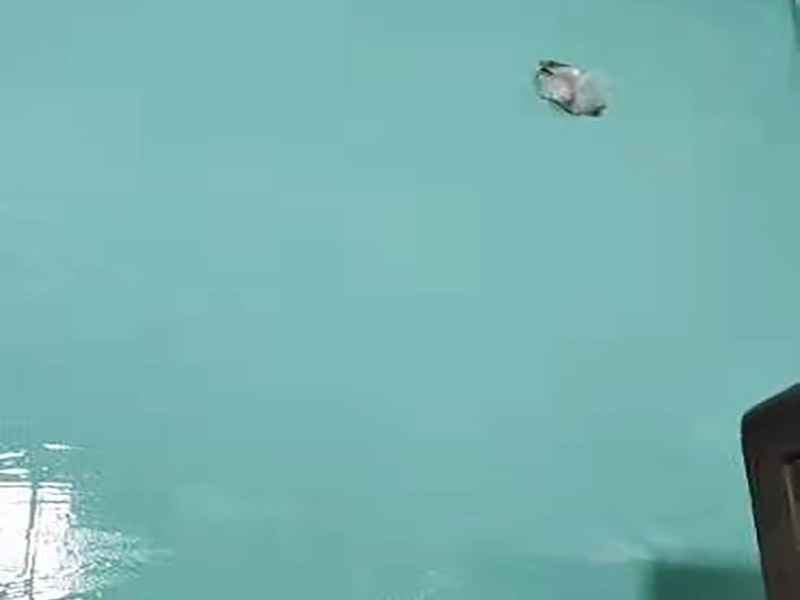 衛(wèi)生間防水貼磚裝修:首先就要搞清楚，防水不是只做一遍就可以的。一般的防水施工要做2到3遍，而且防水的順序也是有講究的，比如，要先做完墻面防水再貼墻磚，其次才可以做地面防水，再貼地磚。因?yàn)榈孛娼?jīng)常會(huì)踩來(lái)踩去，地面防水如果先做了會(huì)很容易踩壞。